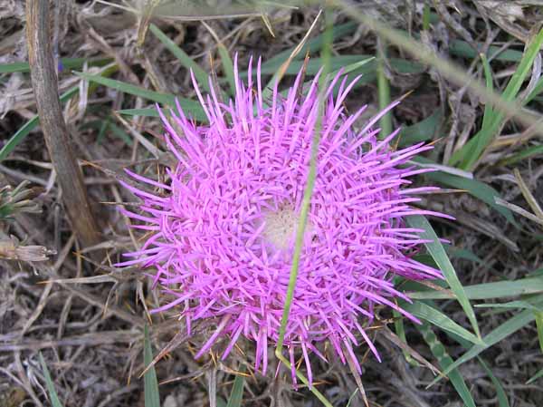 Carlina gummifera (=Atractylis gummifera) / Masticogna laticifera